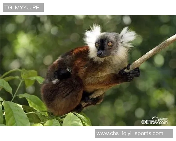 在天空与地面之间的较量鹰与猫的生存智慧与本能对决 在天空与地面之间的较量鹰与猫的生存智慧与本能对决