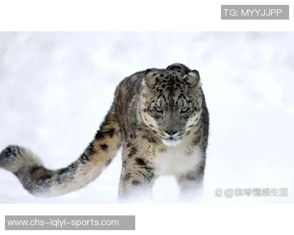 美洲狮与雪豹的生存之争探秘野生动物的适应与竞争